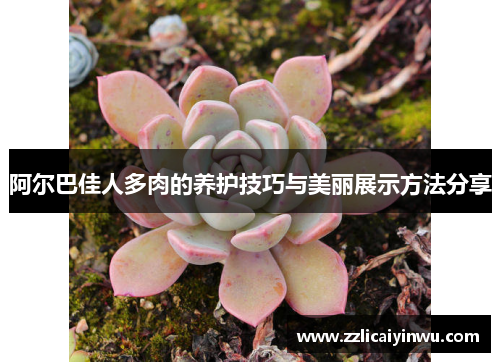 阿尔巴佳人多肉的养护技巧与美丽展示方法分享